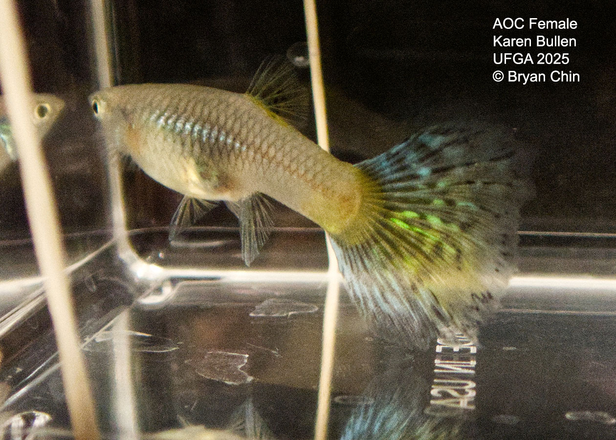 Guppy Female  Green Variegated